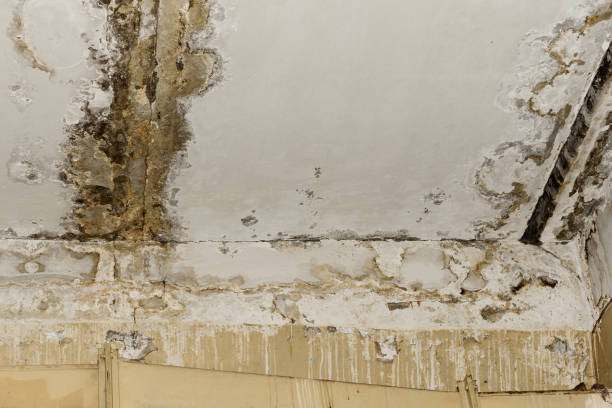 Best Mold Damage Restoration  in Morrisville, VT